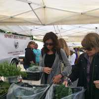 Westport Farmers Market Toasts Its 11th Season As A Community Hub