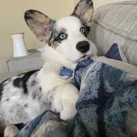 COVID-19: Pandemic Brings Record Demand For Pets, Overwhelming Some Businesses
