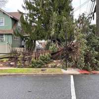 <p>Downed tree in Little Ferry, NJ.</p>