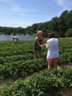 Strawberry Fans Get Berry Good News In Shelton