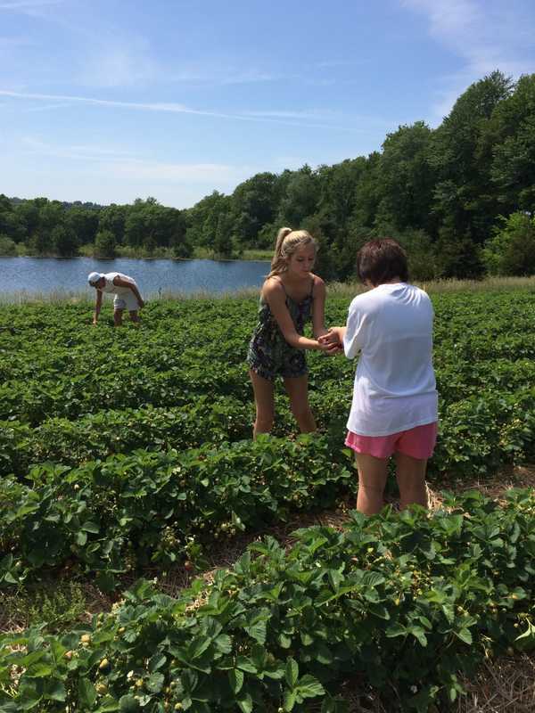 Strawberry Fans Get Berry Good News In Shelton