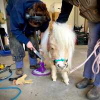 <p>Stewie Vuitton receives his first hoof trim.</p>