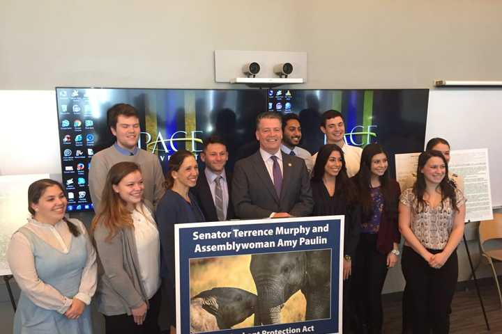 Pace Students Move Their Bill To Ban Elephants In NY Entertainment