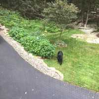 <p>The black bear sighted in Kent.</p>