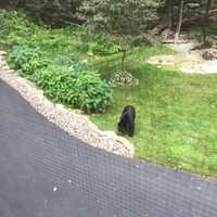 <p>The black bear sighted in Kent.</p>