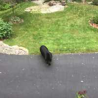 <p>Photos of the black bear in Kent.</p>