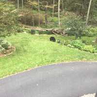 <p>The black bear sighted in Kent.</p>