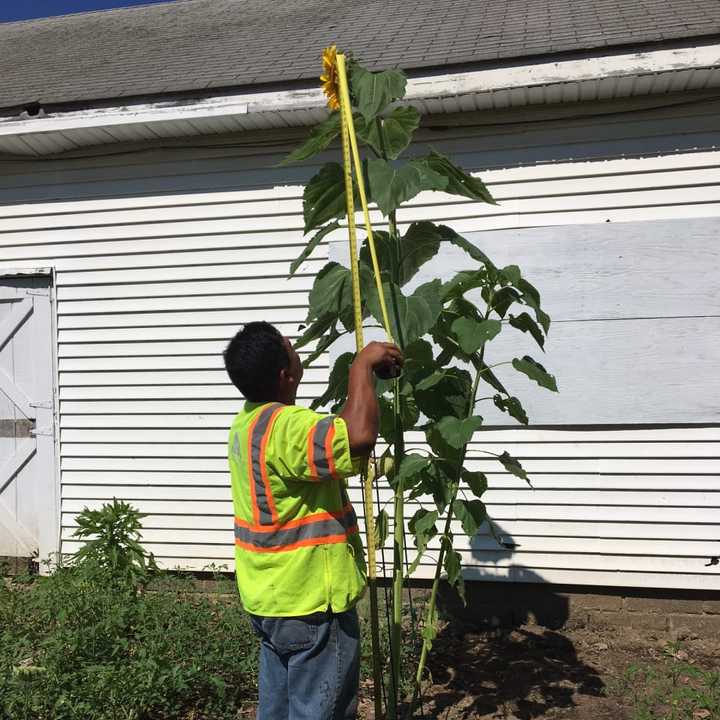 How tall is this sunflower at Ridgewood&#x27;s HealthBarn USA? Email clevine@dailyvoice.com to cast your vote.