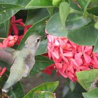 Bird's The Word: Putnam Photographer's Work On Display At Mahopac Library