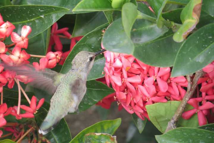 Bird's The Word: Putnam Photographer's Work On Display At Mahopac Library