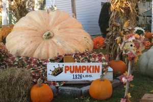 Harrison Home Best Known For Christmas Decor All Decked Out For Halloween