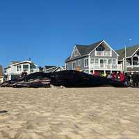 Marine Mammal Stranding Center Investigates 8th Dead Whale To Wash Up On Jersey Shore