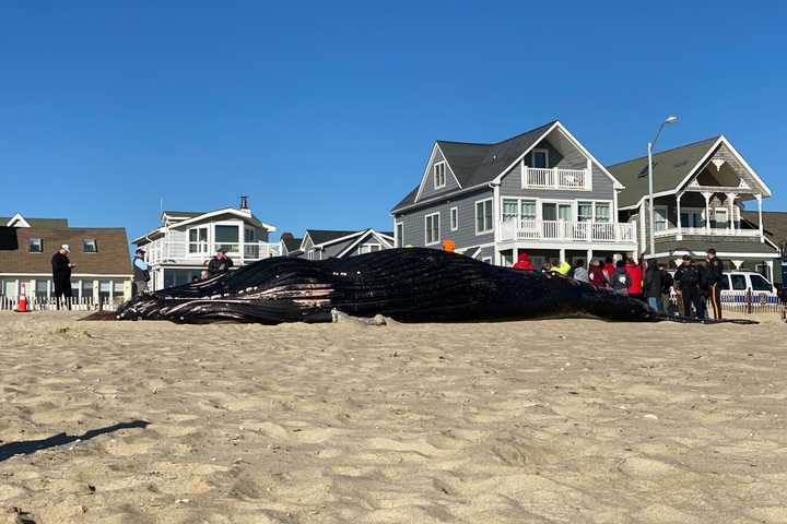 Marine Mammal Stranding Center Investigates 8th Dead Whale To Wash Up On Jersey Shore