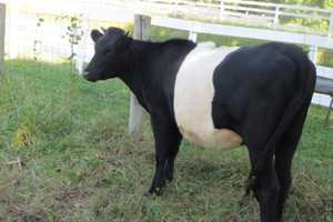 Join Yorktown's Hilltop Farm To Enjoy Benefits In October