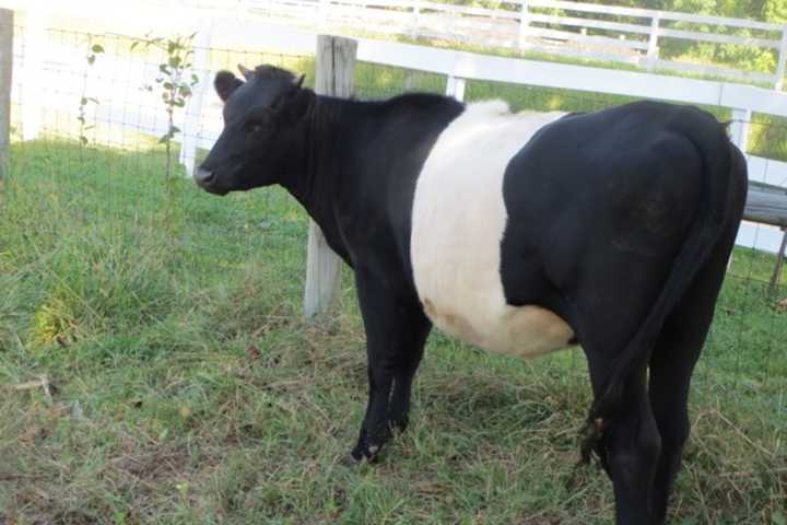 Join Yorktown's Hilltop Farm To Enjoy Benefits In October