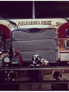'First ResPAWnders': Enter Daily Voice Police, Fire K-9 Competition