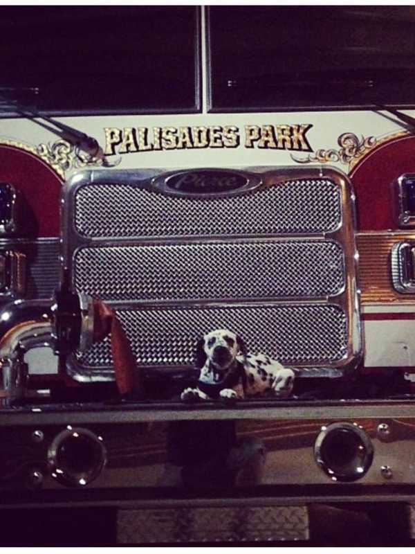 'First ResPAWnders': Enter Daily Voice Police, Fire K-9 Competition