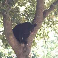 <p>A bear cub ran up a tree in Paramus Wednesday morning.</p>