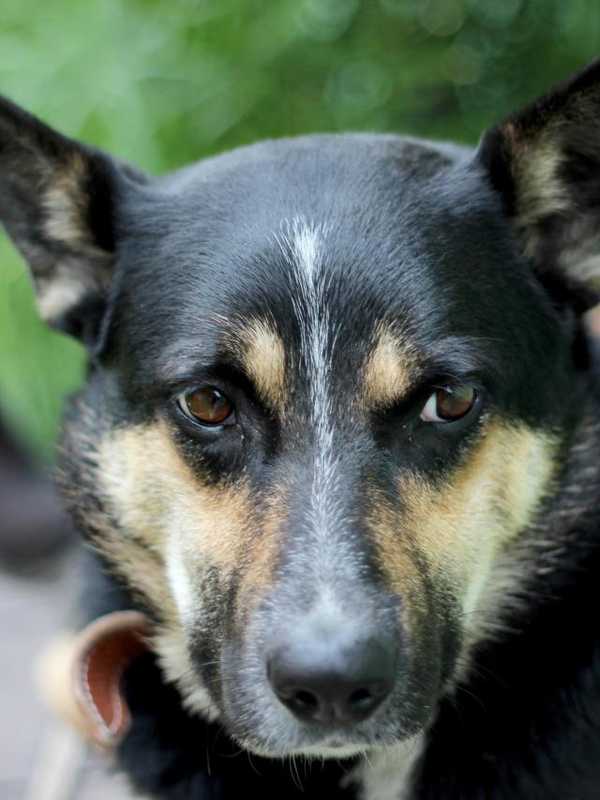 Leonia Board Of Health Offering Free Rabies Clinic