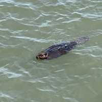 <p>A rare sighting: A beaver swimming in the Hudson River.</p>