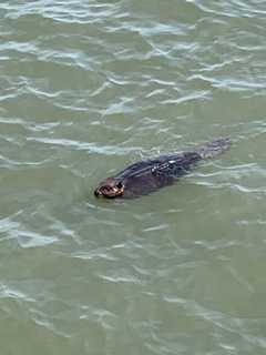 Rare Sighting: Man Walking Dog Captures Photos Of Beaver Swimming In Hudson River