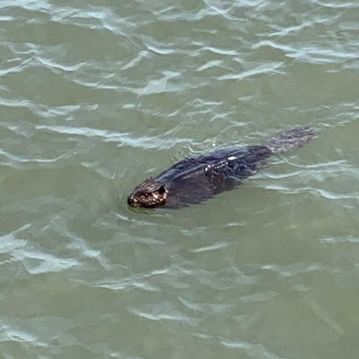 A rare sighting: A beaver swimming in the Hudson River.