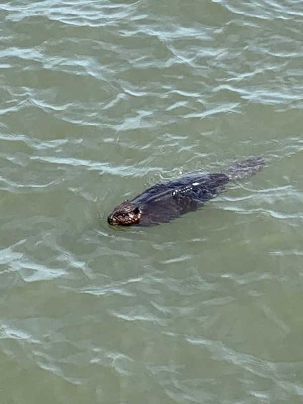 Rare Sighting: Man Walking Dog Captures Photo Of Beaver In NYC