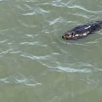 <p>A rare beaver was seen in the Hudson River.</p>