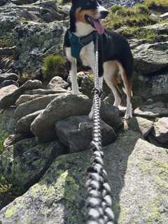 'Mutts On The Mountain' To Draw Runners, Canine Sidekicks To Peekskill