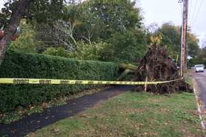 Power Restoration, Tree Cleanup Underway After Nor'easter Slams Ridgefield