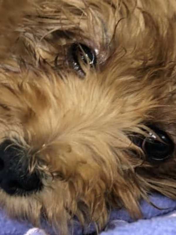 Puppy Abused By Mineola Man Accused Of Killing Two Other Dogs Faces More Surgery