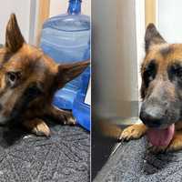 <p>These two were found walking along the Palisades Interstate Parkway in Alpine.</p>