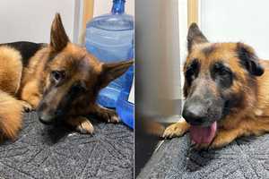 RECOGNIZE THEM? Twin Shepherds Abandoned On Palisades Interstate Parkway