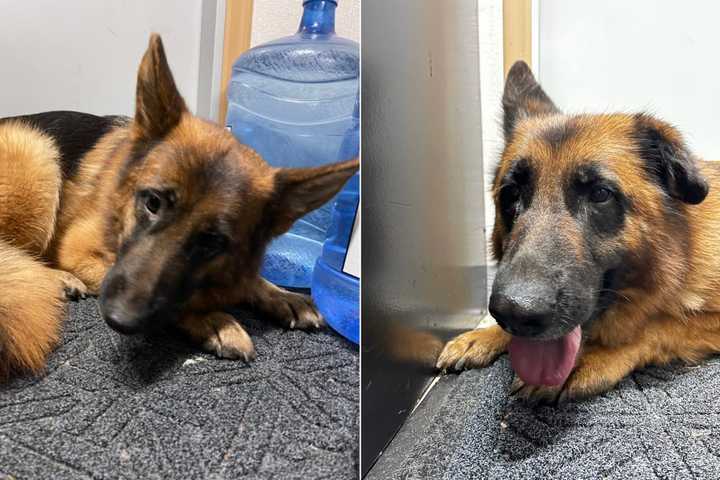 RECOGNIZE THEM? Twin Shepherds Abandoned On Palisades Interstate Parkway