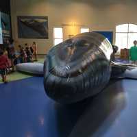 <p>A new inflatable whale has taken up residence at Norwalk&#x27;s Maritime Aquarium.</p>