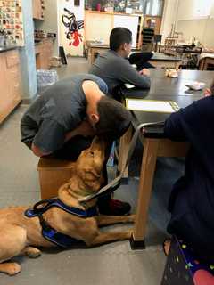 Therapy Dog Starts New Job At Hendrick Hudson High School