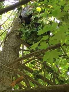 Bear Spotted Up A Tree Near Downtown New Canaan