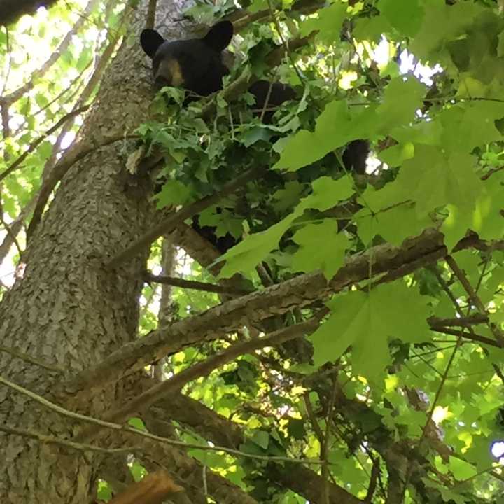 A bear is up a tree Tuesday near downtown New Canaan.