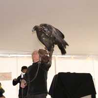 Teatown Gears Up For Annual Eaglefest