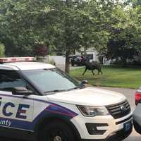 Escaped 1,500-Pound Bull On Loose In Suburban NY Neighborhood
