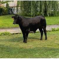 Cow Now: Long Island Animal Rescuers Hope New Method Will Help Lure Bull On Lose