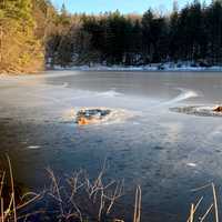 <p>A Yonkers man braved icy waters to save two dogs.</p>