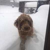 Send Us Your Snow Photos, Westchester