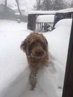 Send Us Your Snow Photos, Westchester