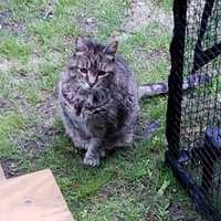 $1K Reward For Info Leading To Conviction Of Person Who Decapitated Long Island Family's Cat