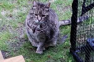 $1K Reward For Info Leading To Conviction Of Person Who Decapitated Long Island Family's Cat