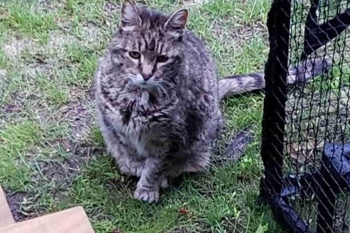 $1K Reward For Info Leading To Conviction Of Person Who Decapitated Long Island Family's Cat