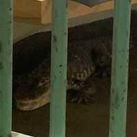 <p>The captured alligator behind bars.</p>