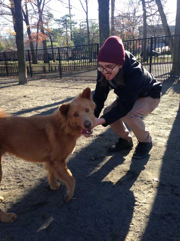 Teaneck Dog Owners, There's Still Time To Avoid License Late Fees