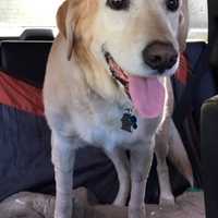 FOUND! Midland Park Dog With Cancer Returns Home